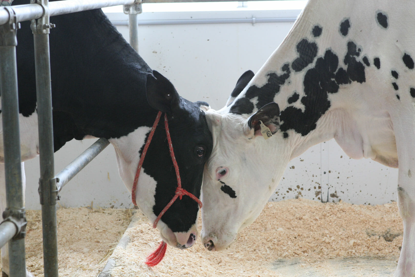 Schomberg Farm Tour 2012 - Dairy Cattle